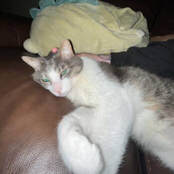 Jack -  Domestic Short Hair Cat for Adoption in Toronto, Ontario - Jack | PetCurious