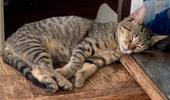 Domestic Short Hair Cats Available for Adoption - Noel Bee | PetCurious