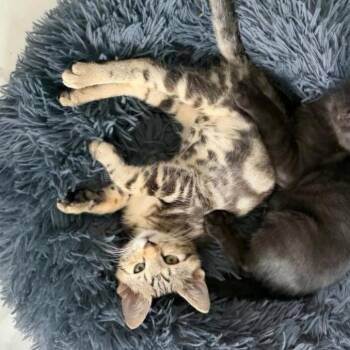Acorn -  Domestic Short Hair Cat for Adoption in Fairfax, Virginia - Acorn | PetCurious