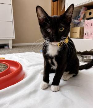 Tinkerbell -  Domestic Short Hair Cat for Adoption in Austintown, Ohio - Tinkerbell | PetCurious