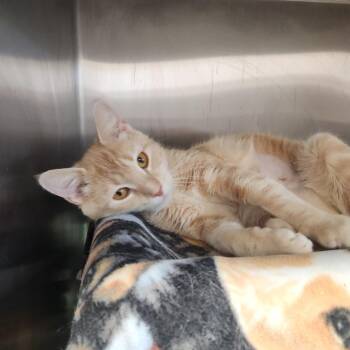 Nyla -  Domestic Short Hair Cat for Adoption in Fort Wayne, Indiana - Nyla | PetCurious