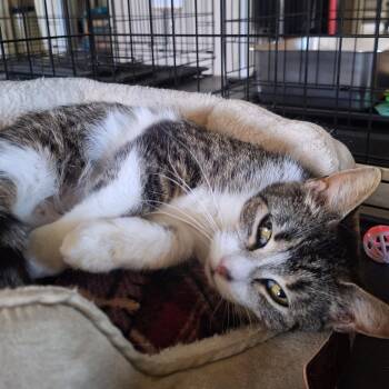 Domestic Short Hair Cats Available for Adoption in Attica, New York - Bethany | PetCurious