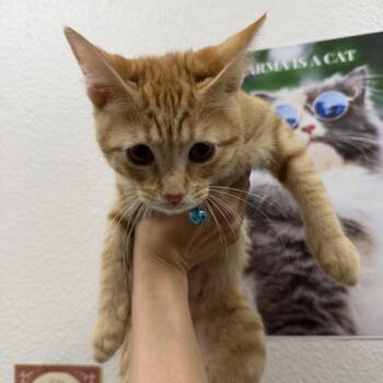 Marcille -  Domestic Short Hair Cat for Adoption in Chandler, Arizona - Marcille | PetCurious