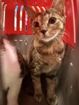 SUMMER -  Domestic Short Hair Cat for Adoption in Fort Walton Beach, Florida - SUMMER | PetCurious