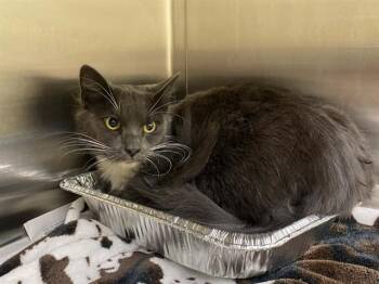 Domestic Medium Hair Cats Available for Adoption in Tustin, California - YAKISOBA | PetCurious