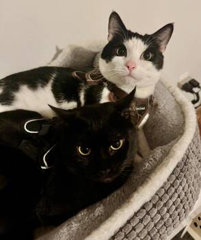 Rescue American Shorthair Cats for Adoption - Venus & Jax ( Bonded Pair) | PetCurious