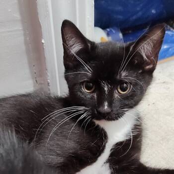 Kthoom -  Domestic Short Hair Cat for Adoption in Durham, North Carolina - Kthoom | PetCurious