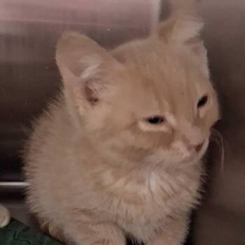 Legolas -  Domestic Short Hair Cat for Adoption in Kennebunk, Maine - Legolas | PetCurious