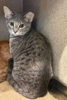 Book Store -  Domestic Short Hair Cat for Adoption - Book Store | PetCurious
