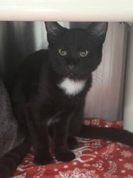 Lafayette -  Domestic Short Hair Cat for Adoption in Missoula, Montana - Lafayette | PetCurious