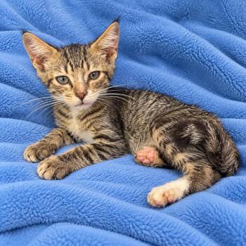 Felix -  Domestic Short Hair Cat for Adoption in Tucson, Arizona - Felix | PetCurious
