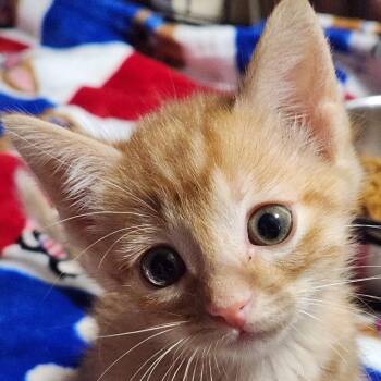 Peaches K46456 -  Domestic Short Hair Cat for Adoption in Corsicana, Texas - Peaches K46456 | PetCurious