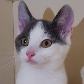 Road Runner -  Domestic Short Hair Cat for Adoption in Dayton, Ohio - Road Runner | PetCurious