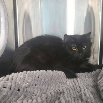 Domestic Long Hair Cats Available for Adoption - Luna | PetCurious