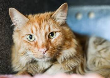 SQUEAK THE LION -  Domestic Long Hair Cat for Adoption in Colorado Springs, Colorado - SQUEAK THE LION | PetCurious