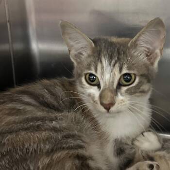 Stair stepper -  Domestic Short Hair Cat for Adoption in Corbin, Kentucky - Stair Stepper | PetCurious