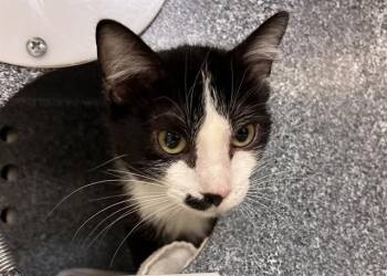 Domestic Short Hair Cats Available for Adoption in Colorado Springs, Colorado - DUSKY | PetCurious
