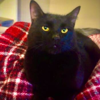 Rescue Domestic Short Hair Cats for Adoption in Houston, Texas - Pastrami | PetCurious