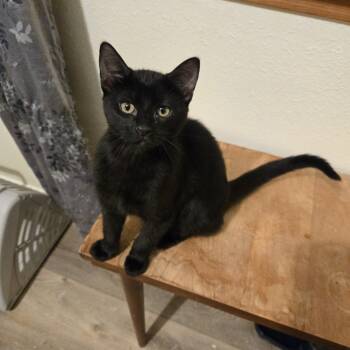 Saja -  Domestic Short Hair Cat for Adoption in Liverpool, Texas - Saja | PetCurious