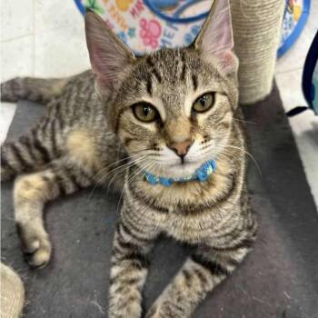 Rescue Domestic Short Hair Cats for Adoption in Warr Acres, Oklahoma - Johnny | PetCurious