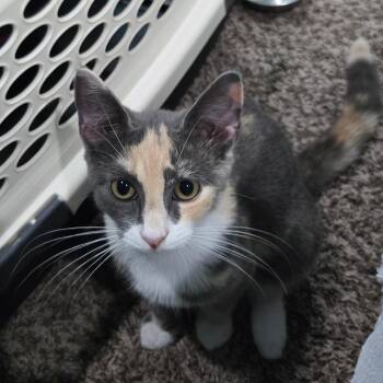 Jigsaw Falling Into Place -  Domestic Short Hair Cat for Adoption in Richmond, Virginia - Jigsaw Falling Into Place | PetCurious
