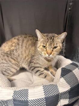 LEXI -  Domestic Short Hair Cat for Adoption in Grovetown, Georgia - LEXI | PetCurious