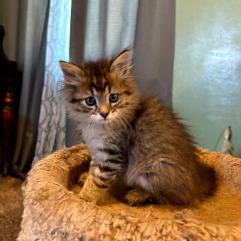 Gleep -  Domestic Long Hair Cat for Adoption in Cheyenne, Wyoming - Gleep | PetCurious