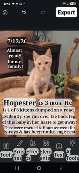 Hope-ster -  British Shorthair Cat for Adoption in Staunton, Virginia - Hope-ster | PetCurious