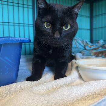 Flying Dutchman -  Domestic Short Hair Cat for Adoption in Brookings, South Dakota - Flying Dutchman | PetCurious