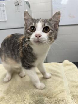 TEMU -  Domestic Short Hair Cat for Adoption in Peoria, Illinois - TEMU | PetCurious