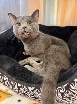 Raisin -  Domestic Short Hair Cat for Adoption in Midland, Michigan - Raisin | PetCurious
