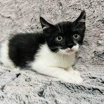 Rescue Domestic Short Hair Cats for Adoption in Brea, California - Prada | PetCurious