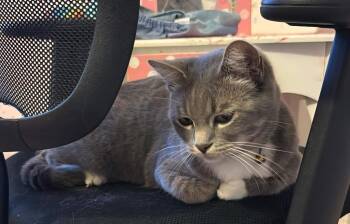 Sunshine -  Domestic Short Hair Cat Available for Adoption in San Jacinto, California - Sunshine | PetCurious