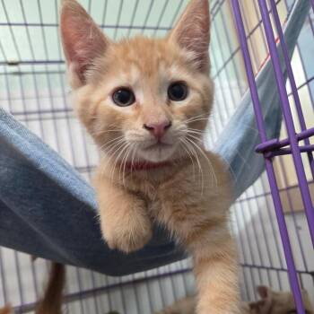 Posh Spice -  Domestic Short Hair Cat for Adoption in Priest River, Idaho - Posh Spice | PetCurious