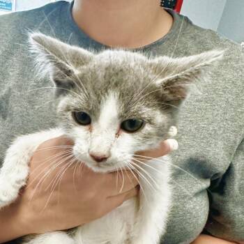 Domestic Short Hair Cats Available for Adoption in Port Charlotte, Florida - Oliver | PetCurious