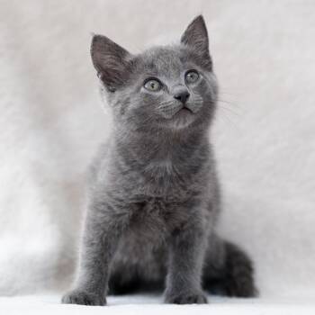 Domestic Short Hair Cats Available for Adoption in Sunnyvale, California - Dyson | PetCurious
