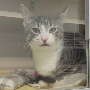 Mango -  Domestic Short Hair Cat for Adoption in Wheeling, Illinois - Mango | PetCurious