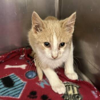 Hopper -  Domestic Short Hair Cat for Adoption in Buffalo, Minnesota - Hopper | PetCurious
