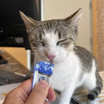 Sailor -  Domestic Short Hair Cat for Adoption in Jersey City, New Jersey - Sailor | PetCurious