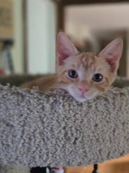 Ray -  Domestic Short Hair Cat for Adoption in Plainfield, Illinois - Ray | PetCurious