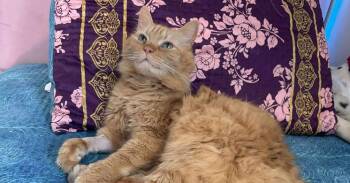 Domestic Medium Hair Cats Available for Adoption - Drama | PetCurious