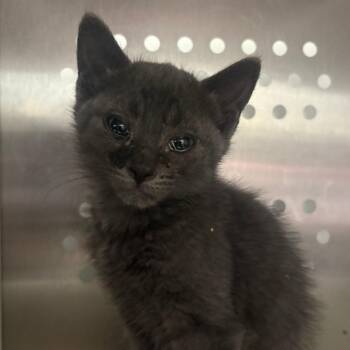 Eli -  Domestic Short Hair Cat for Adoption in Taos, New Mexico - Eli | PetCurious