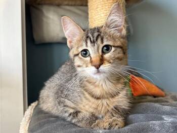 Rescue Domestic Short Hair Cats for Adoption in Santa Clara, California - THEO | PetCurious