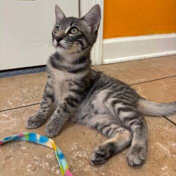 Domestic Short Hair Cats Available for Adoption - Franky | PetCurious