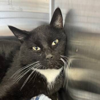 Rescue Domestic Short Hair Cats for Adoption in Hannibal, Missouri - Douglass | PetCurious