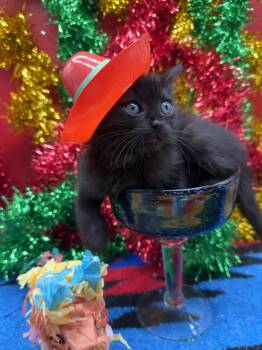 Domestic Short Hair Cats Available for Adoption in Huntington Beach, California - Kona (Maui) | PetCurious