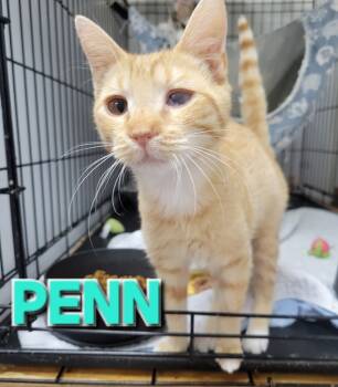Rescue Domestic Short Hair Cats for Adoption in Rome, Georgia - Penn | PetCurious