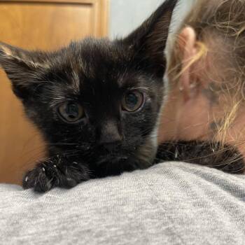 Eden -  Domestic Short Hair Cat for Adoption in Lenexa, Kansas - Eden | PetCurious