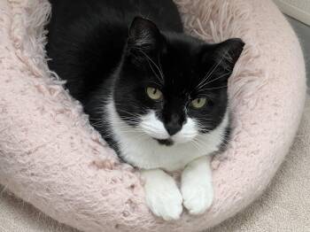 Rescue Domestic Short Hair Cats for Adoption in Medfield, Massachusetts - Shyla | PetCurious