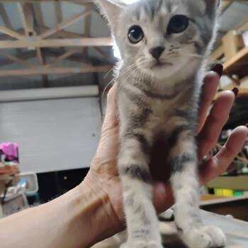 Abby -  Domestic Short Hair Cat for Adoption in League City, Texas - Abby | PetCurious